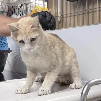 An adult medium-sized male Buff / Tan / Fawn Domestic Short Hair cat named Biff for adoption in New York, NY