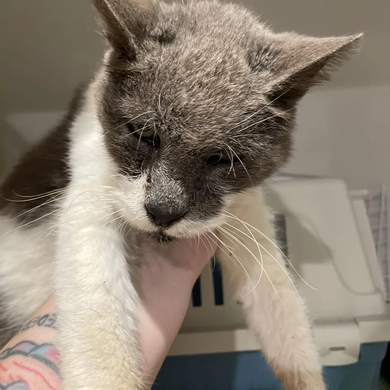 A senior medium-sized male Gray / Blue / Silver Domestic Short Hair cat named Worm for adoption in Port Charlotte, FL