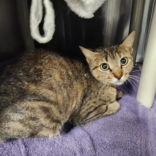 A young medium-sized female Domestic Short Hair cat named Piper for adoption in Huntsville, AL