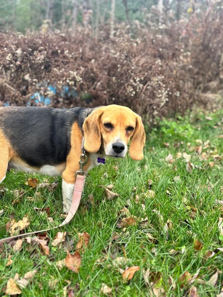 Maggie