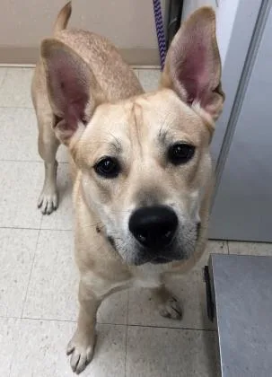 A young large-sized male Shepherd dog named Carl for adoption in Fishers, IN