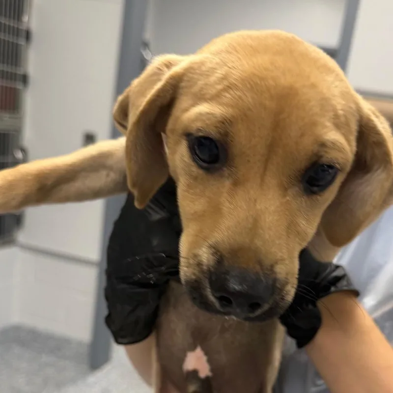 A baby small-sized male Mixed Breed dog named Casper for adoption in Greenville, SC