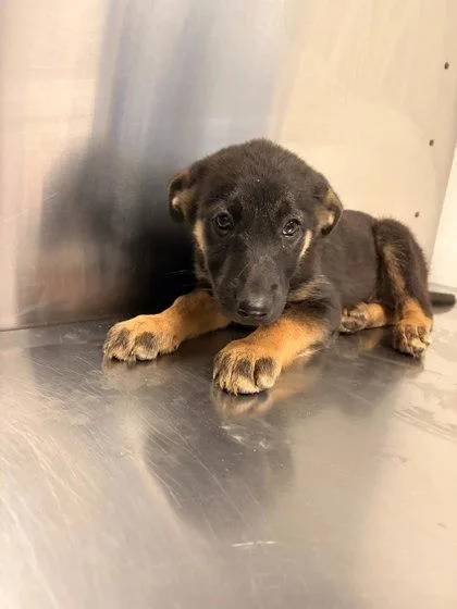 A baby small-sized female German Shepherd Dog dog named Cheerio for adoption in Fresno, CA