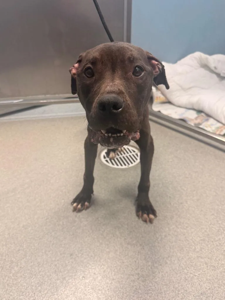 An adult medium-sized female Pit Bull Terrier dog named Deloris for adoption in Bloomington, IN