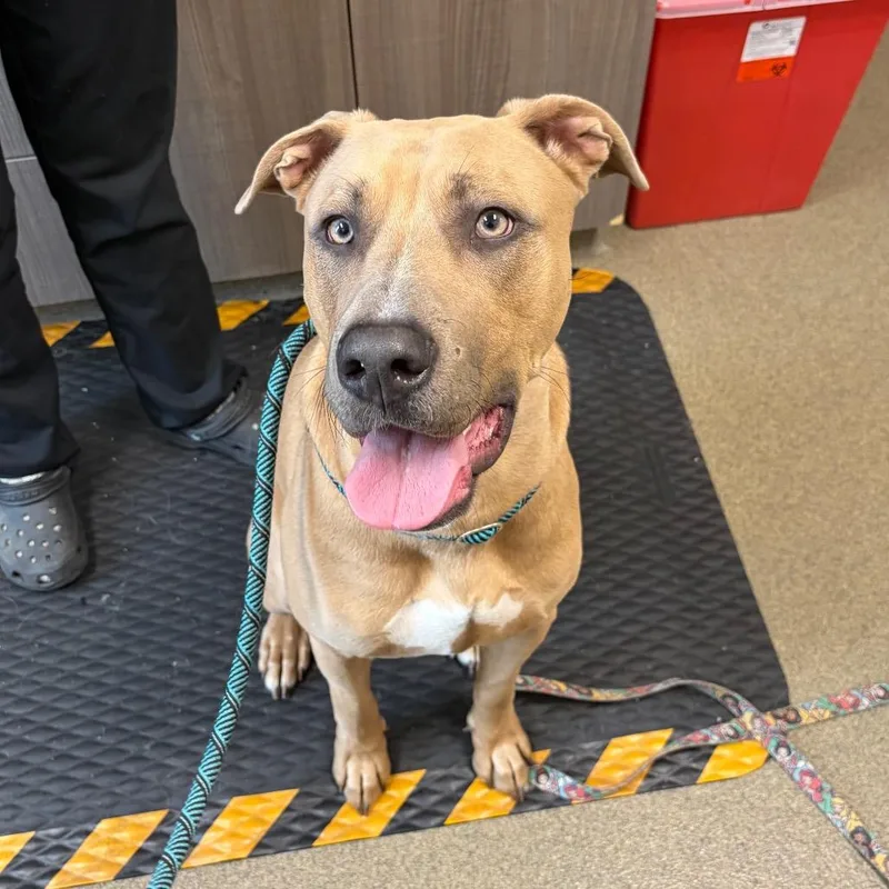 A young large-sized male Yellow / Tan / Blond / Fawn Great Dane dog named Ted for adoption in Council Bluffs, IA