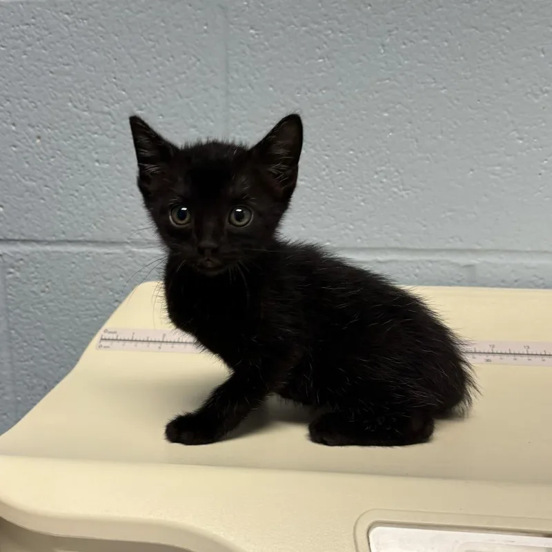 A baby small-sized male Black Domestic Short Hair cat named Bitty Beet for adoption in Carencro, LA