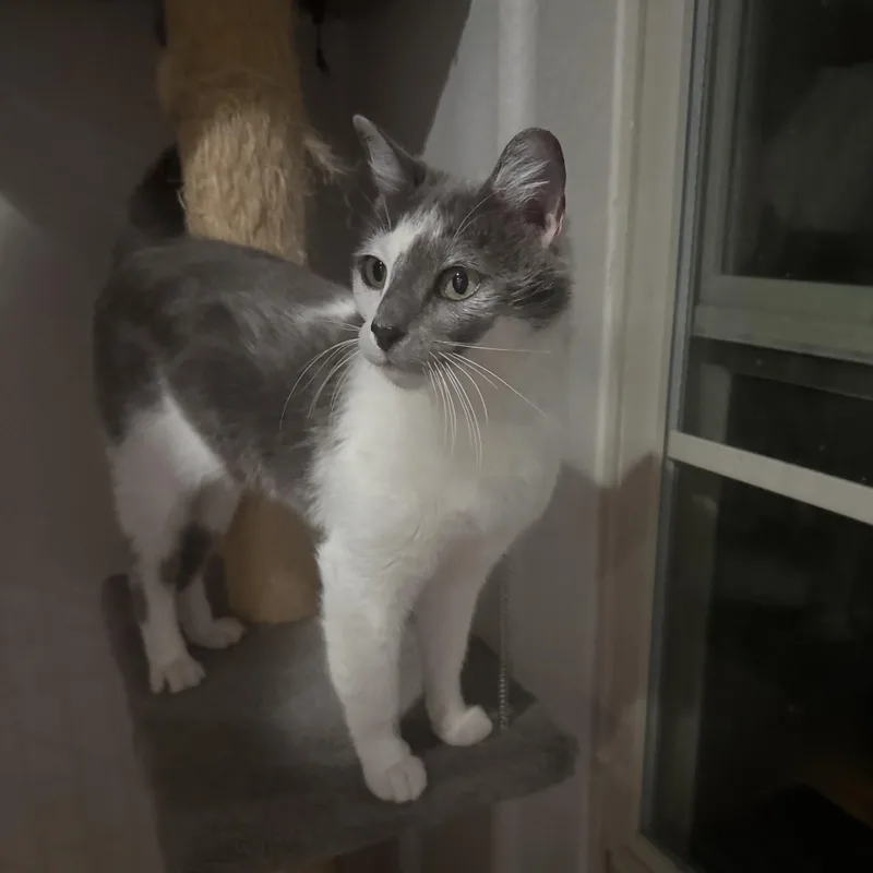 An adult small-sized female Gray & White Domestic Short Hair cat named Churro for adoption in Bentonville, AR