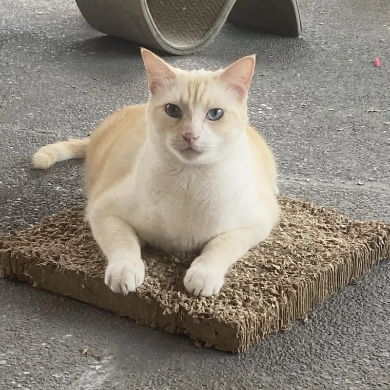 An adult large-sized male Flame Point Domestic Short Hair cat named Greek for adoption in Foley, AL