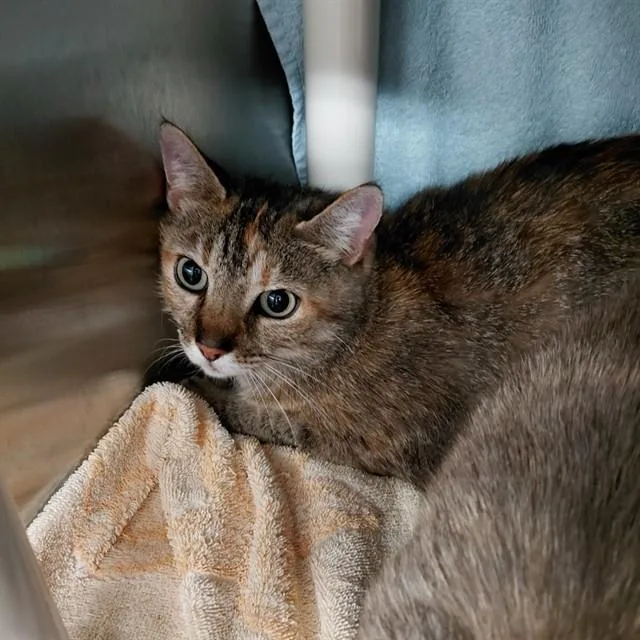 A young medium-sized female Domestic Short Hair cat named Agatha for adoption in Huntsville, AL