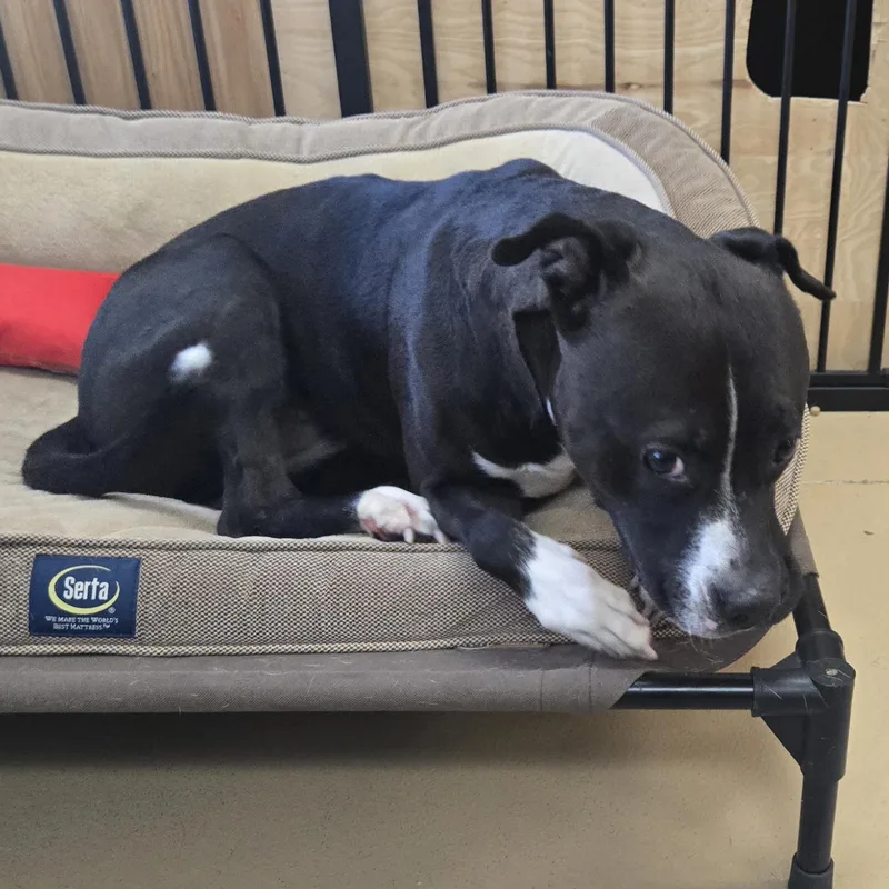 Princess thumbnail 2