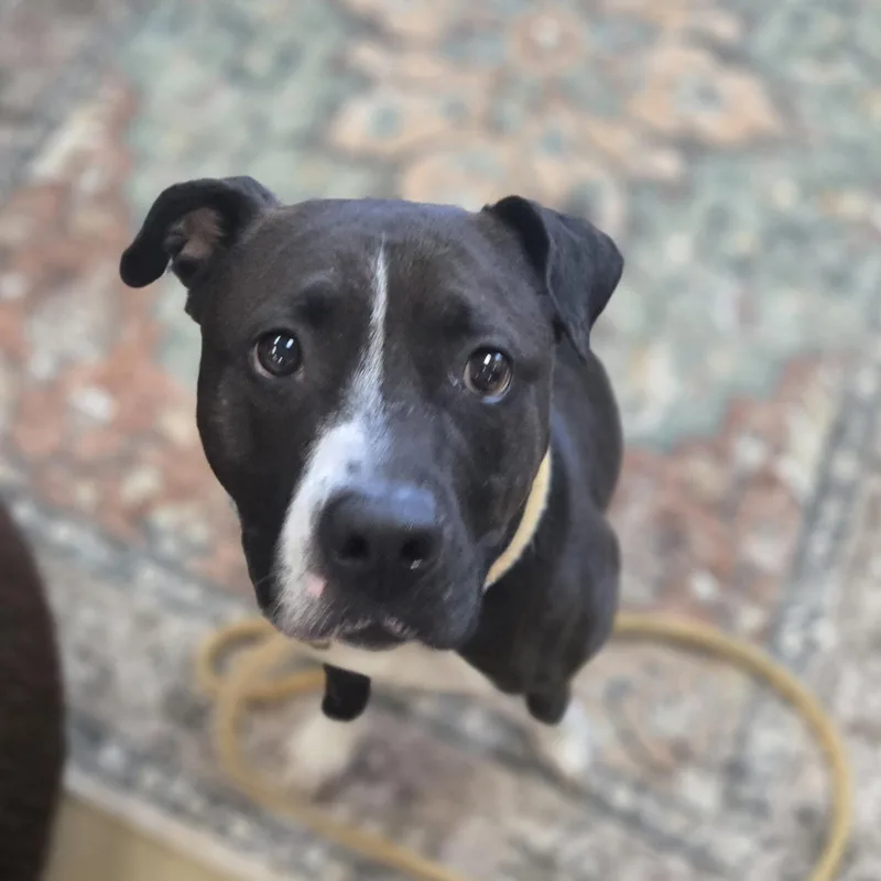 An adult medium-sized female Black Pit Bull Terrier dog named Princess for adoption in Xenia , OH