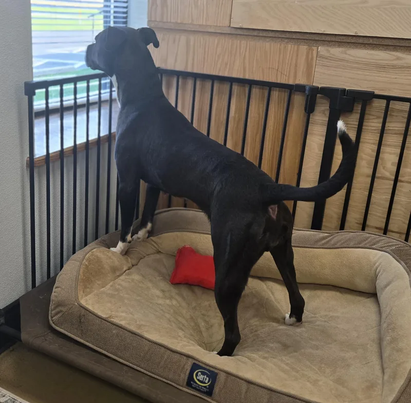 Princess thumbnail 5