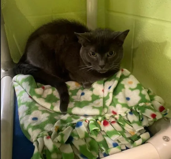 A senior medium-sized female Domestic Short Hair cat named Natasha for adoption in South Bend, IN