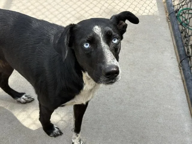 A young medium-sized female Border Collie dog named Carson for adoption in Tulsa, OK