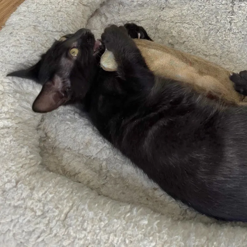 A baby medium-sized male Black Bombay cat named Josh  Playful and for adoption in Hoquiam, WA