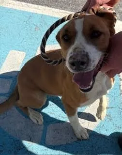 Beowoof