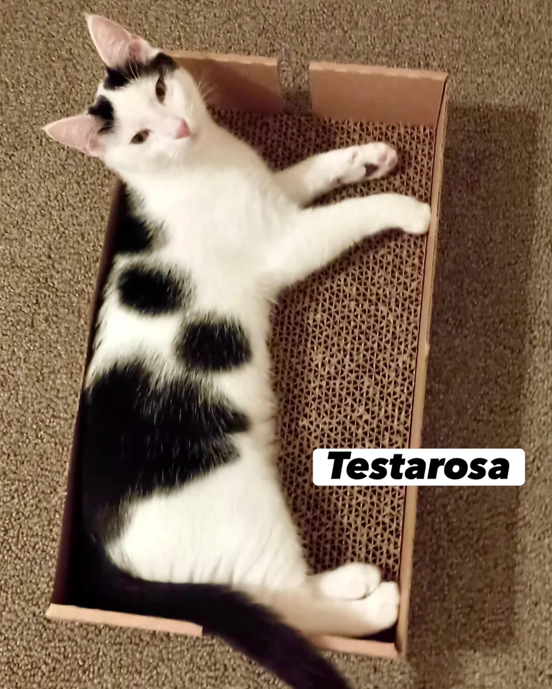 Testarosa