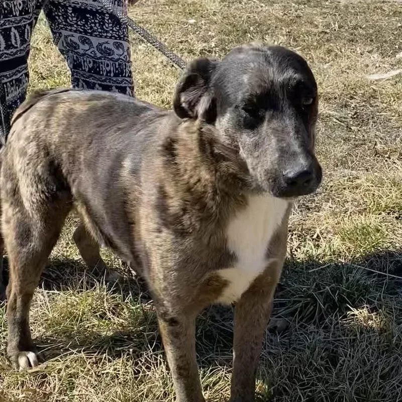 Speckles thumbnail 2