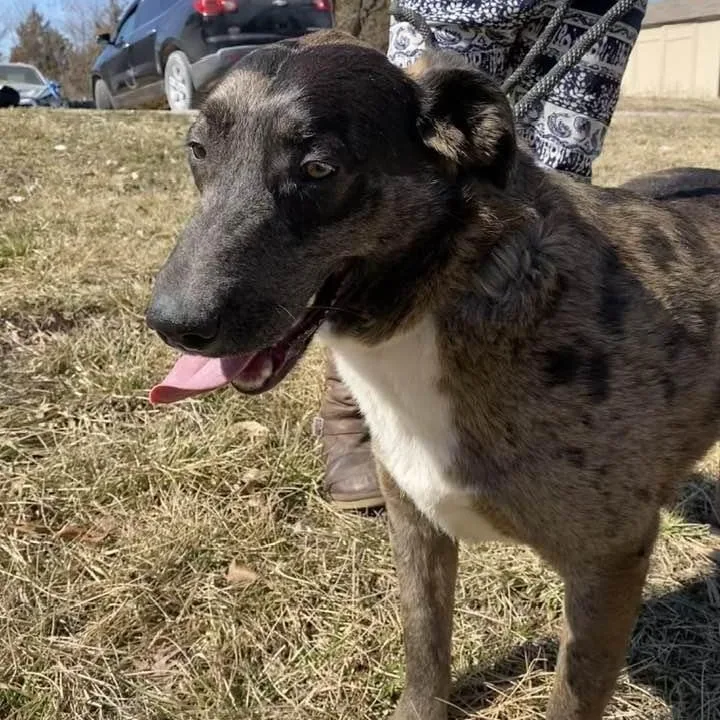 Speckles thumbnail 3