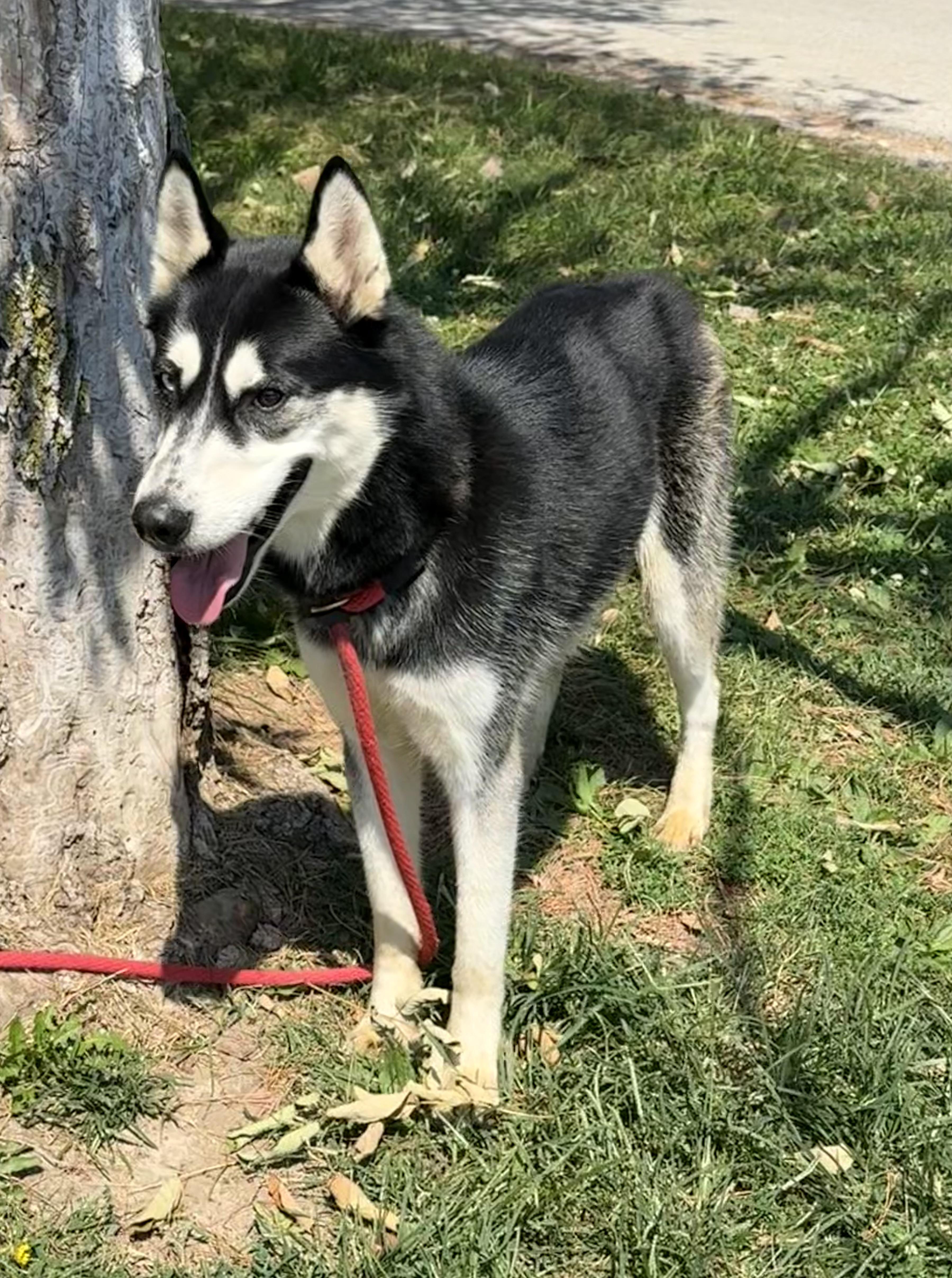 An adult large-sized male Husky dog named Dj for adoption in Springfield, IL