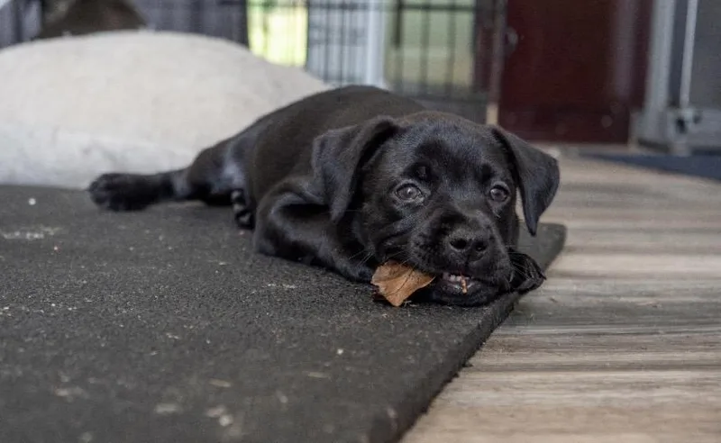 A baby medium-sized female Black Labrador Retriever dog named Peanut for adoption in Mount Juliet, TN