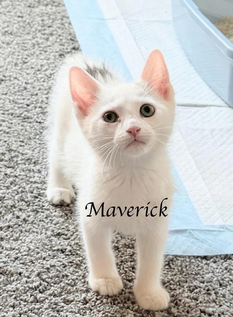 A baby medium-sized male Black & White / Tuxedo Domestic Short Hair cat named Maverick & Miles  for adoption in Murfreesboro, TN