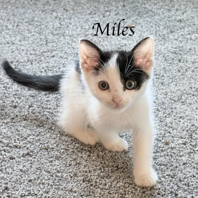 Maverick & Miles  thumbnail 2