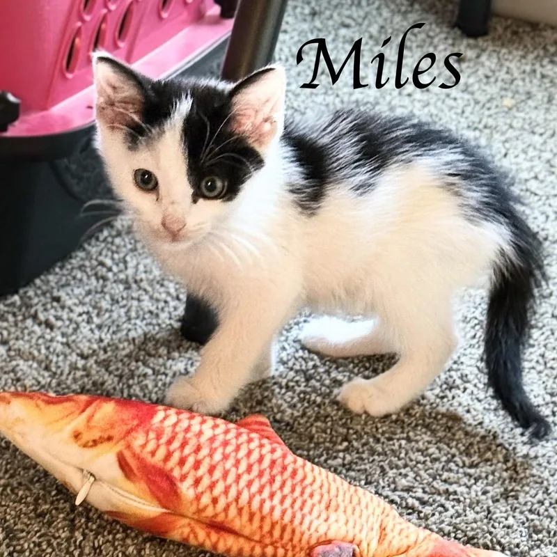 Maverick & Miles  thumbnail 4
