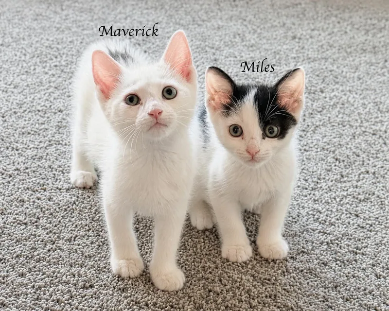 Maverick & Miles  thumbnail 5
