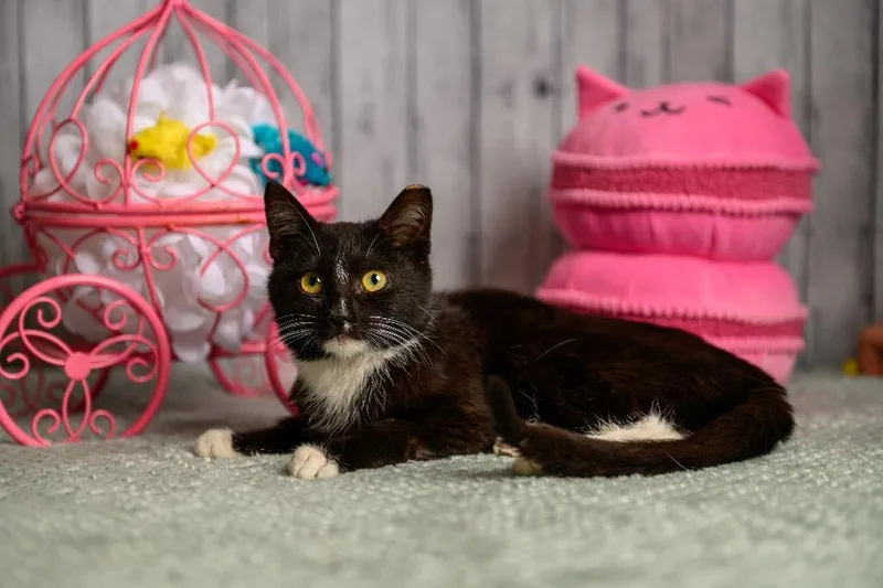 Millicent thumbnail 2