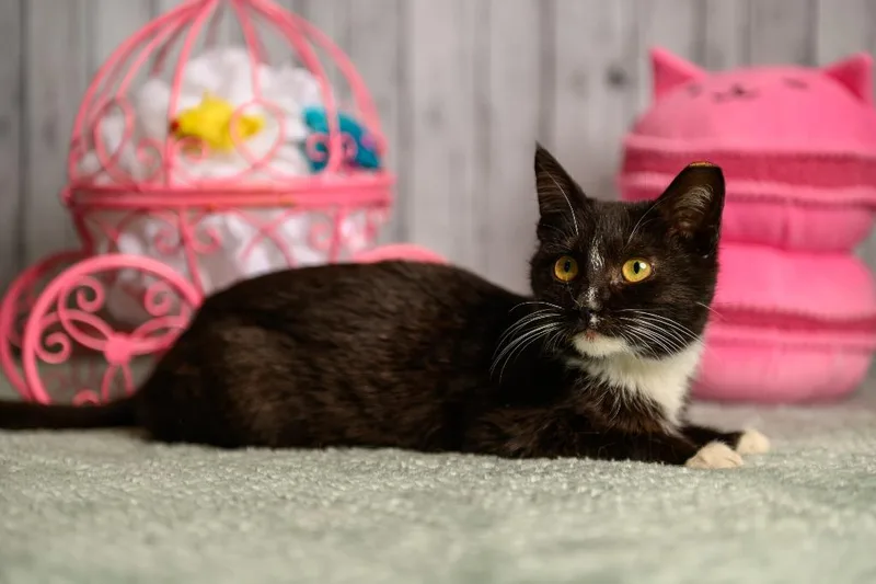 Millicent thumbnail 3