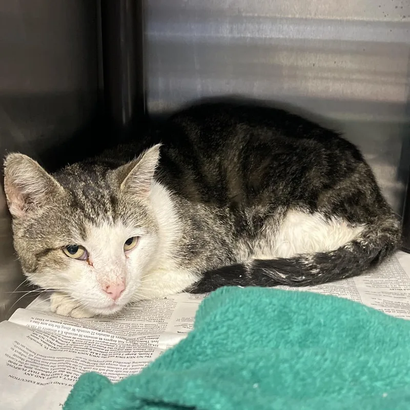 A senior medium-sized male White Domestic Short Hair cat named Mm for adoption in Pauls Valley, OK