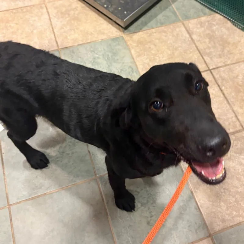 An adult medium-sized female Black Mixed Breed dog named Quinn for adoption in Chattanooga, TN
