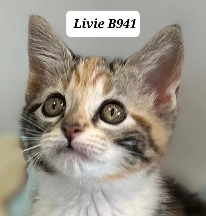 Livie
