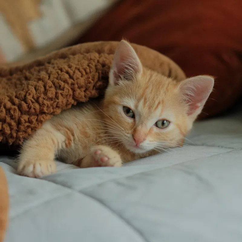 A baby small-sized male Orange / Red Domestic Short Hair cat named Denali for adoption in Charlotte, NC