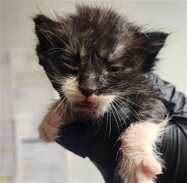 A baby small-sized male Domestic Short Hair cat named Astro for adoption in Fort Lauderdale, FL