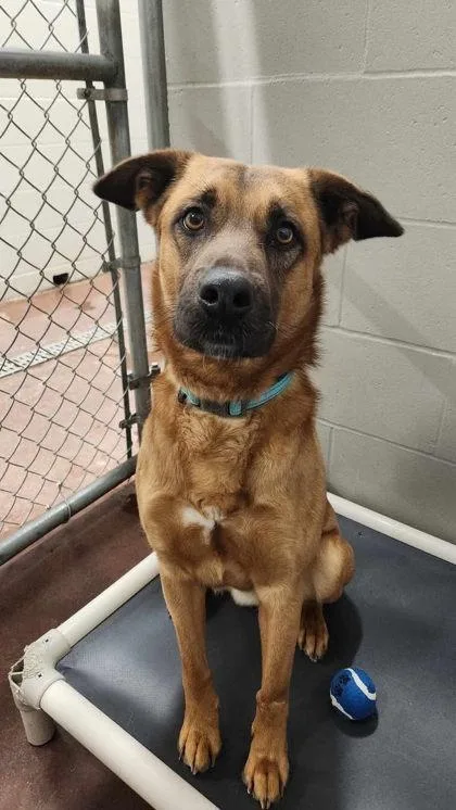 An adult large-sized male German Shepherd Dog dog named George for adoption in Aberdeen, SD