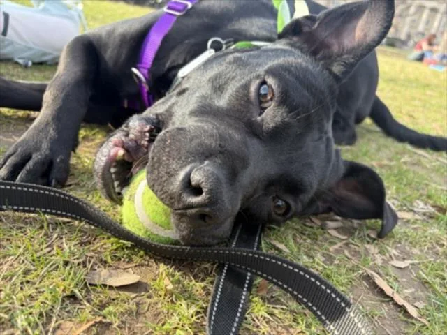 A young medium-sized male Terrier dog named Little Man for adoption in Chapel Hill, NC