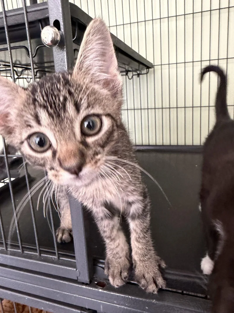 A baby medium-sized male Domestic Short Hair cat named Cameron P. for adoption in Trenton, NJ