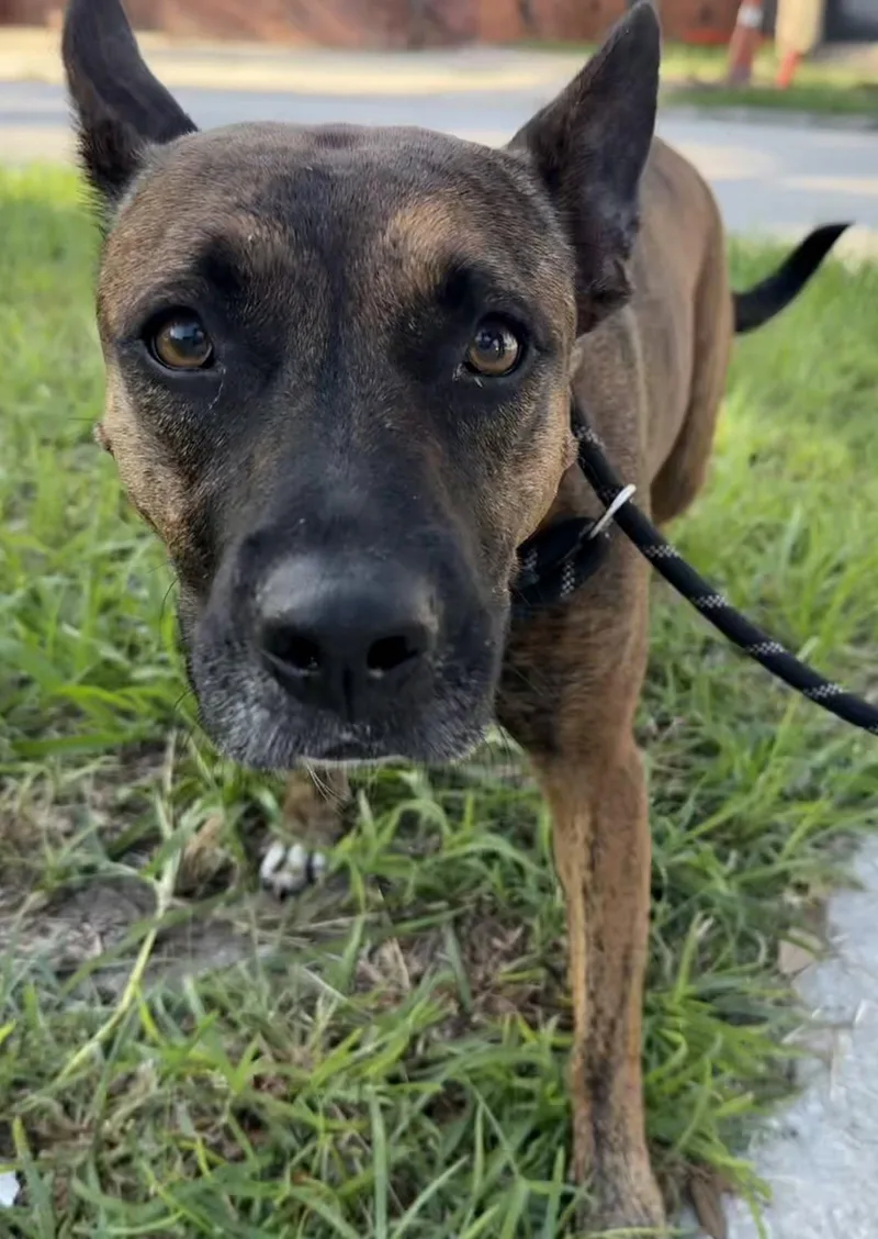 A young medium-sized female Dutch Shepherd dog named Olivia for adoption in Sanford, FL