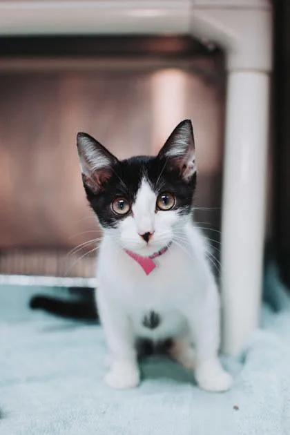 A young small-sized female Domestic Short Hair cat named a RiverPetSmart Mt. Pleasant for adoption in North Charleston, SC