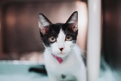 a RiverPetSmart Mt. Pleasant thumbnail 2