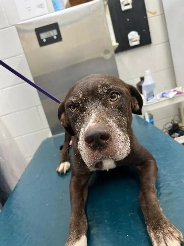 An adult medium-sized female Brown / Chocolate Mixed Breed dog named Esme for adoption in Mobile, AL