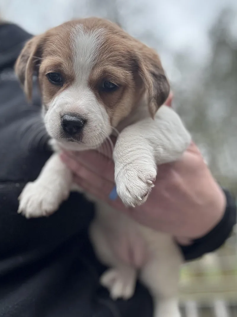 A baby medium-sized female White / Cream Beagle dog named Hot Pepper for adoption in Millerstown, PA