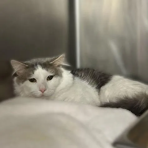 An adult medium-sized male White Domestic Long Hair cat named Bradley for adoption in Davenport, IA