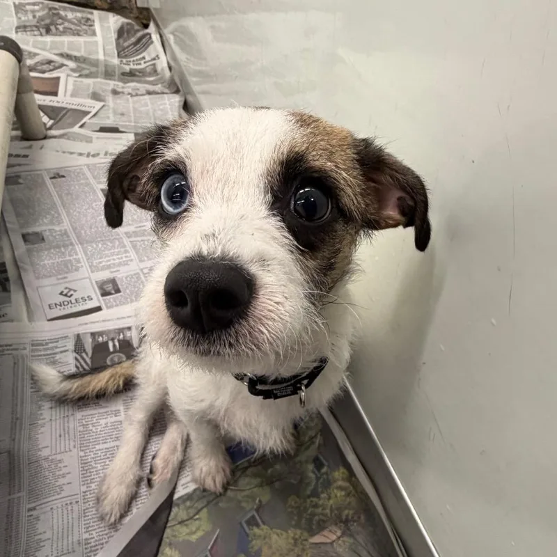 A baby small-sized male White / Cream Mixed Breed dog named Scotts for adoption in Deerfield, IL