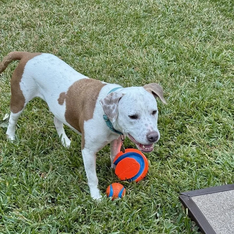 An adult medium-sized male White / Cream American Staffordshire Terrier dog named Canelo for adoption in Houston, TX