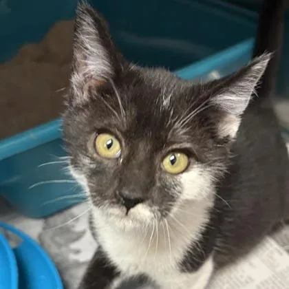 A young small-sized female Black Domestic Short Hair cat named Simi for adoption in North Myrtle Beach, SC