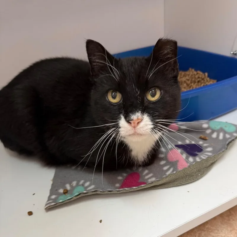 A senior medium-sized male Black Domestic Short Hair cat named Hopscotch for adoption in Kanab, UT