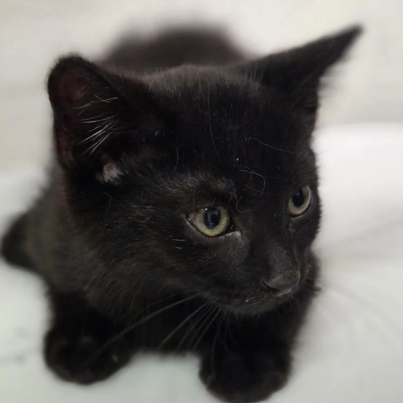 A baby small-sized male Black Domestic Medium Hair cat named Halloween for adoption in Charleston, WV